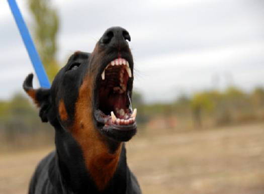 cane aggressivo guinzaglio