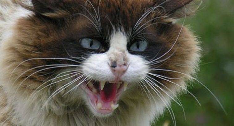 gatto aggressivo rabbia