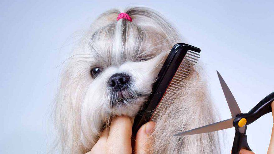 Lavorare con gli animali