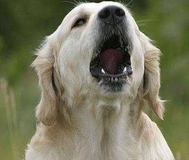 versi del cane