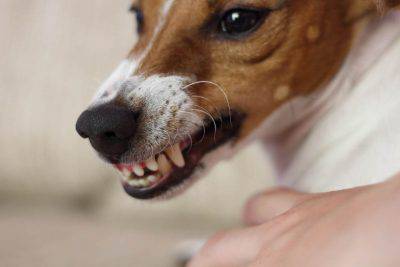 versi del cane