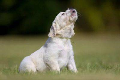 vocalizzazioni cane