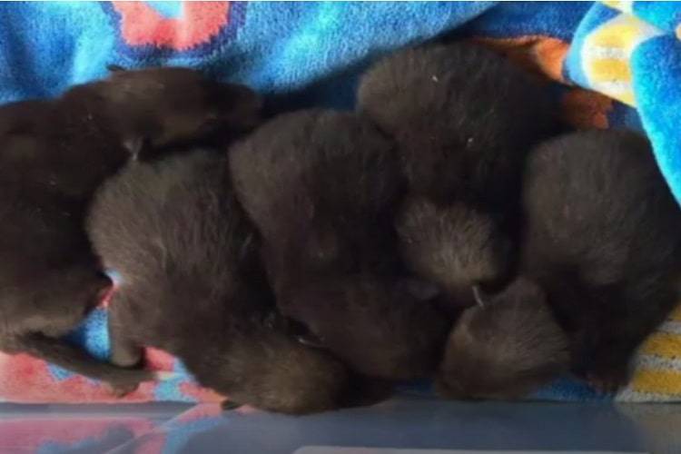 cuccioli volpe