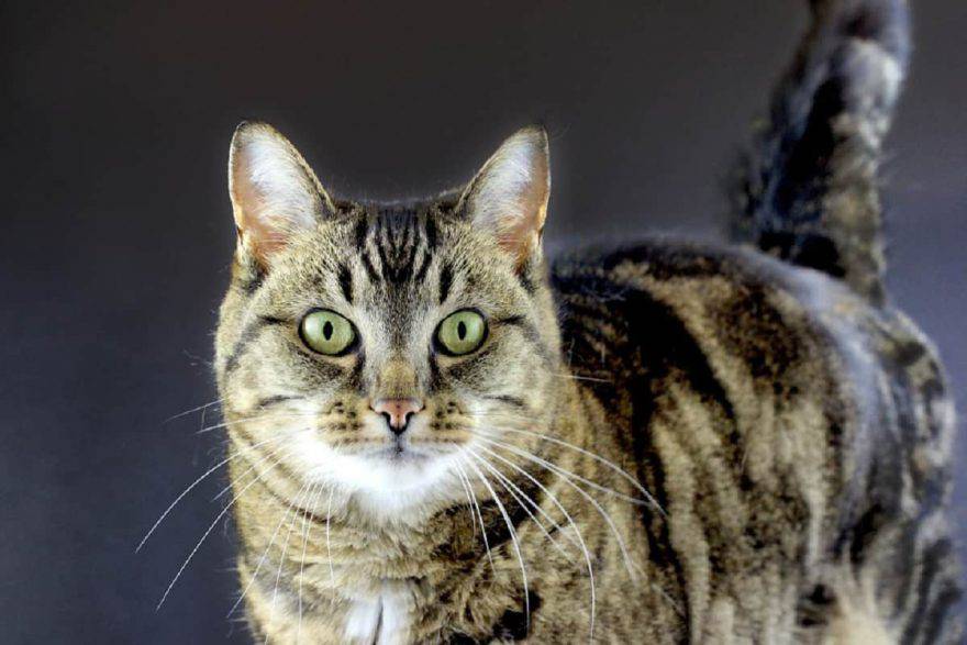 tigro gatto milionario