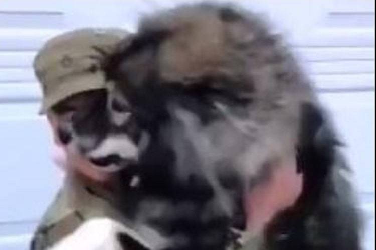 husky rivede proprietario