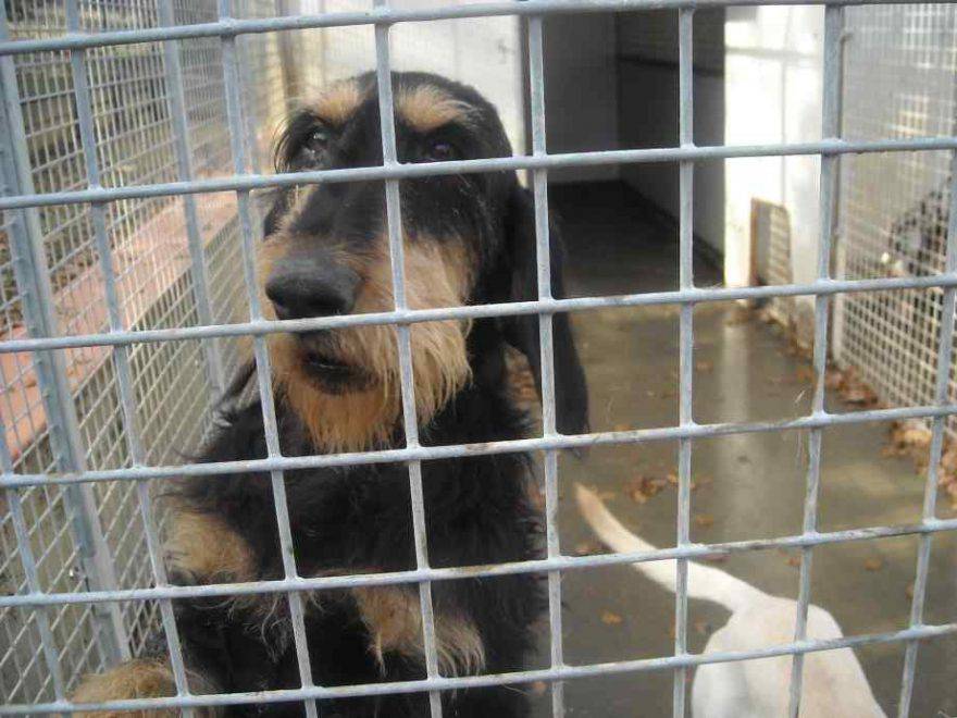 adozione cani da caccia