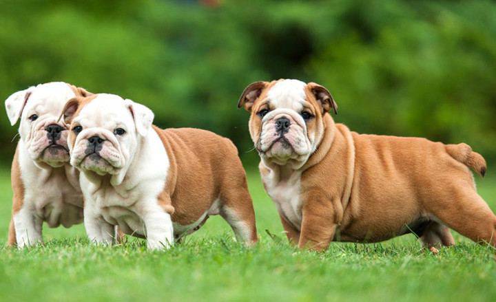 carattere cane