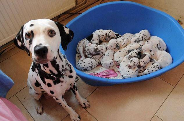 cuccioli dalmata
