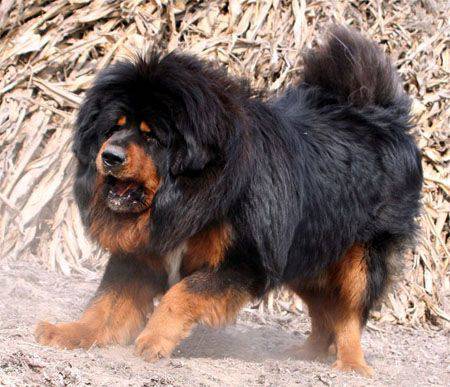 cani da guardia