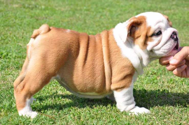 Bulldog inglese
