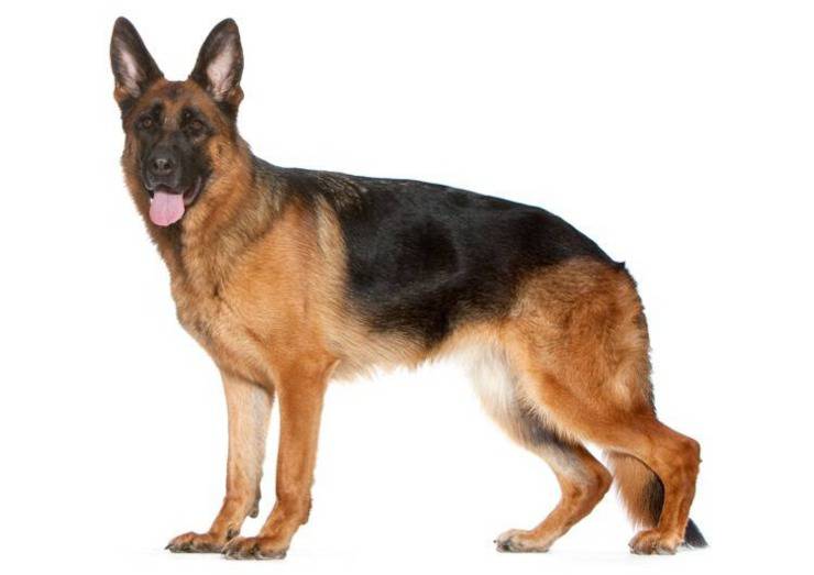 Cani da guardia