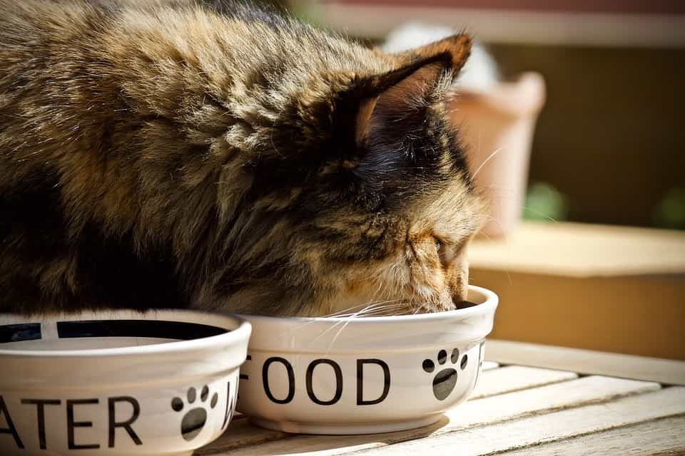 conservazione cibo secco gatto