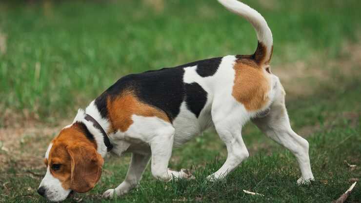 coprofagia nel cane