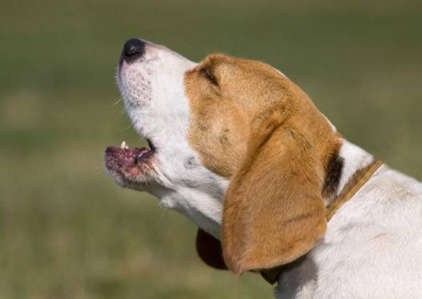 cane abbaia troppo