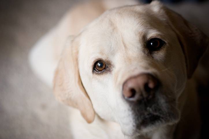 vecchiaia del cane