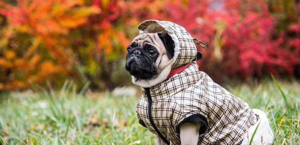 cane con cappottino per il freddo