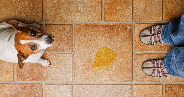 Il cane fa pipì in casa: cause e rimedi