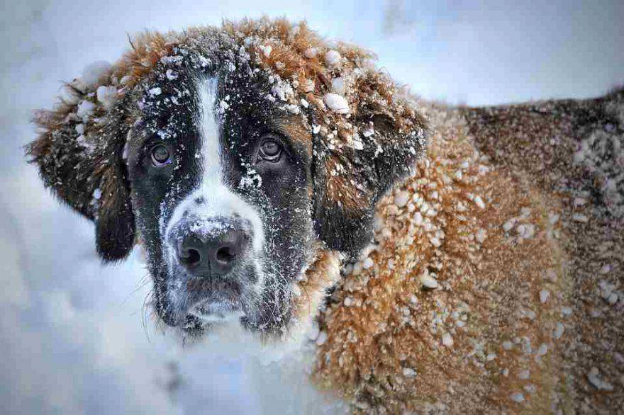 animali al freddo