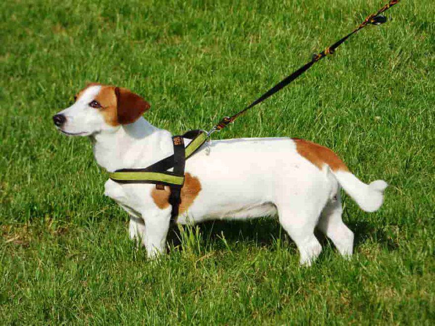 cane: meglio collare o pettorina?