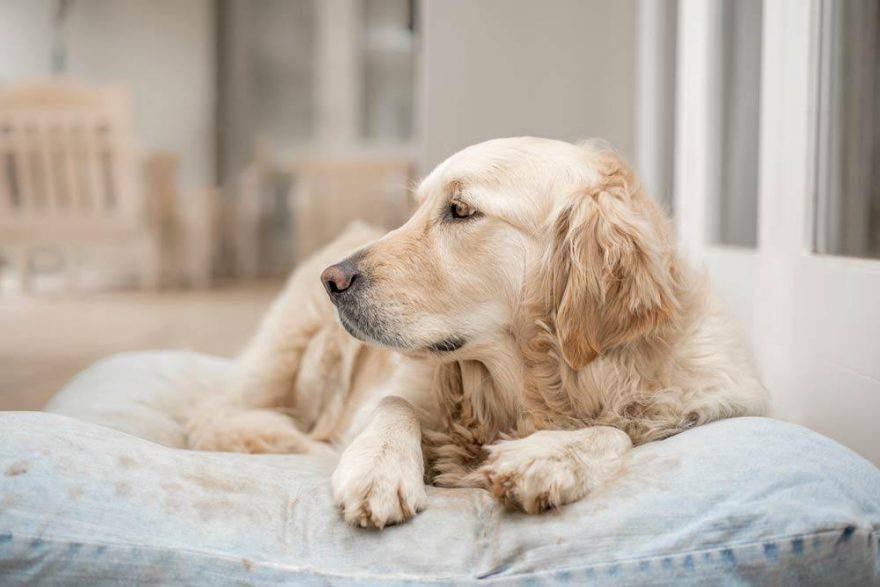 Lasciare il cane da solo