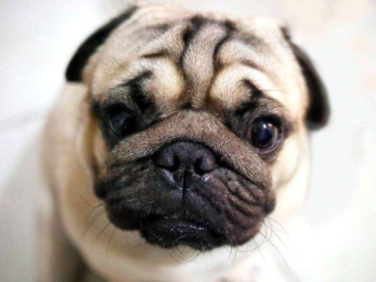 Carlino