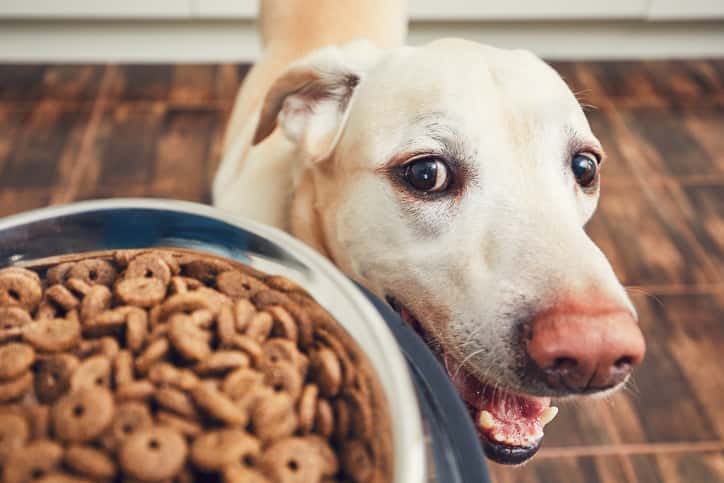 consigli per l'alimentazione del cane