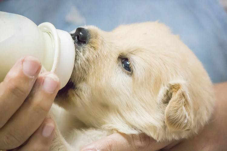 Cucciolo di cane: alimentazione