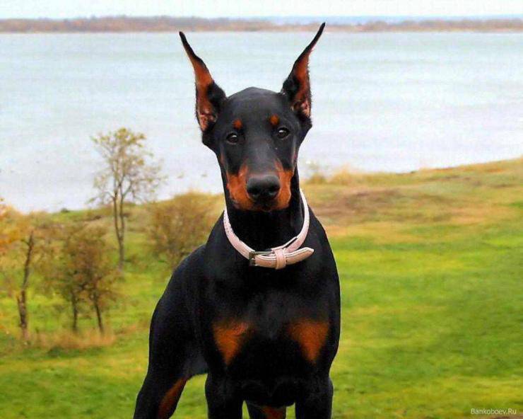 Doberman