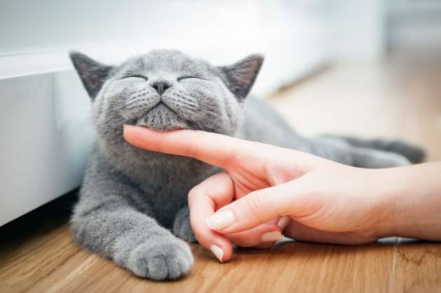 accarezzare il gatto