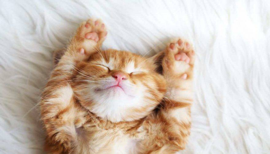 Segnali di un gatto felice