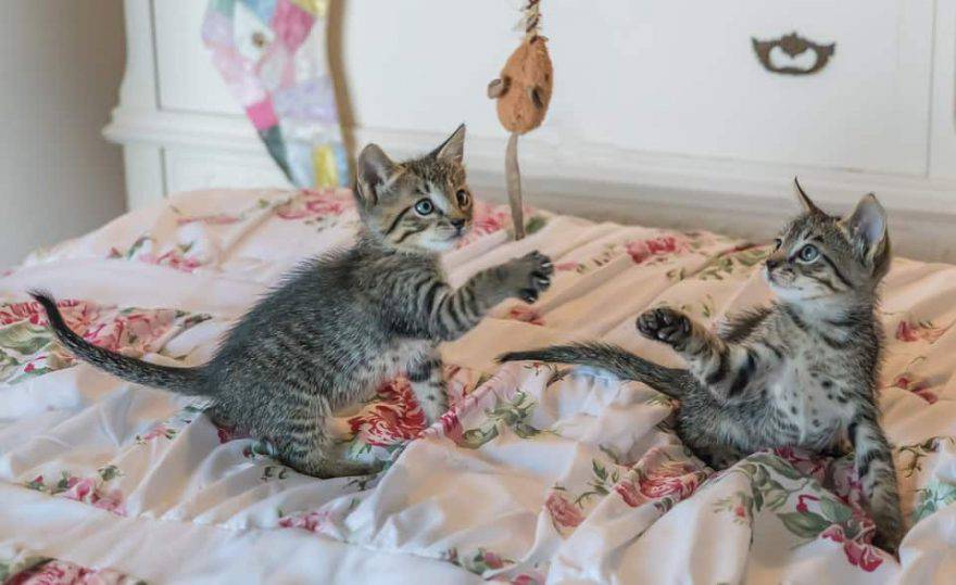 gioco tra gatti