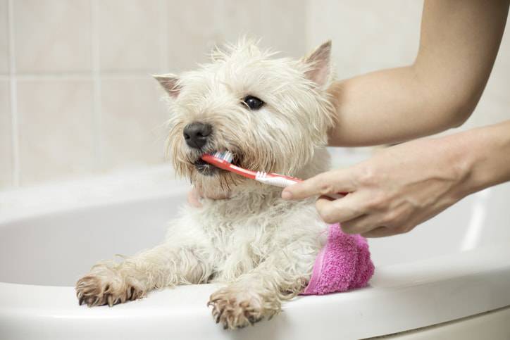 pulizia dei denti del cane
