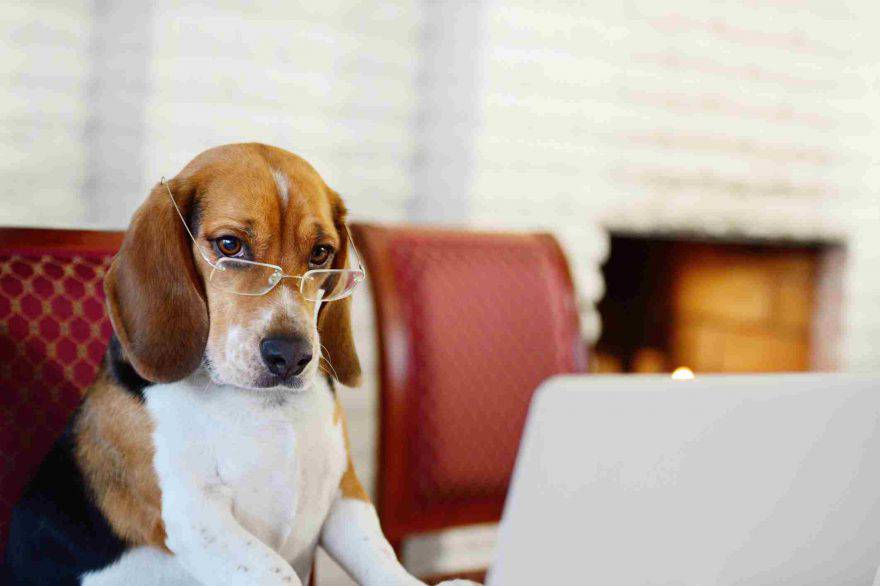 intelligenza cani