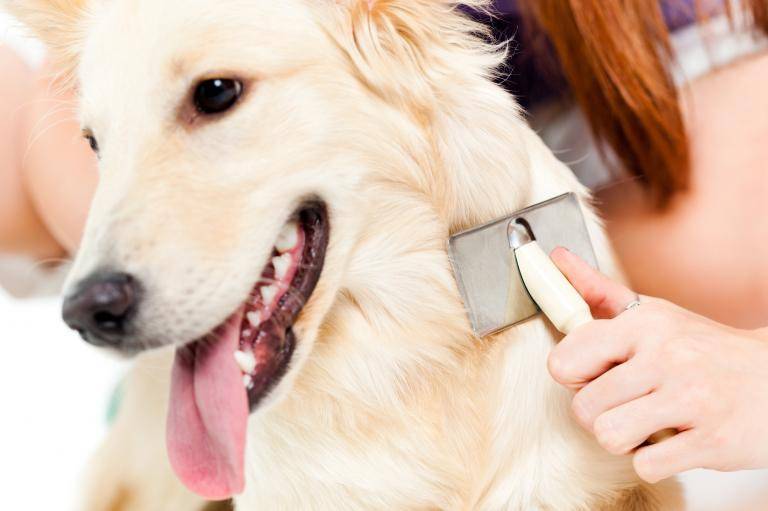 igiene e pulizia del cane