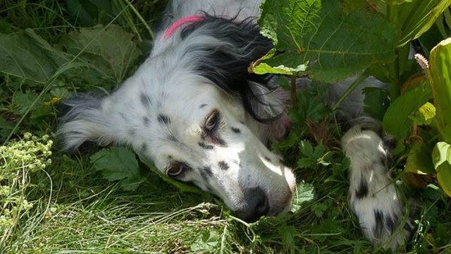 sostanze velenose cane