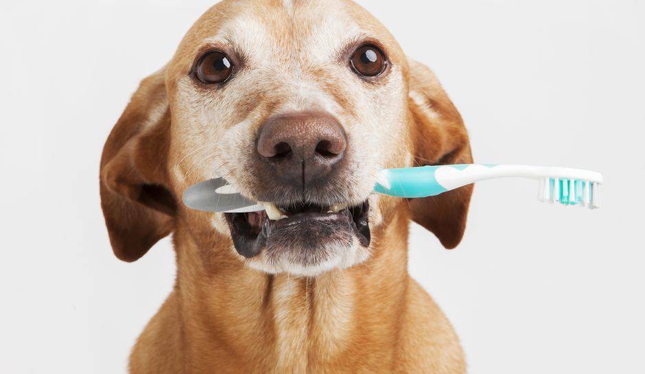 Igiene orale cane