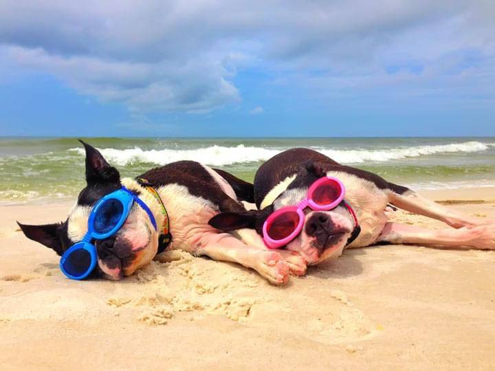 cani in spiaggia legge