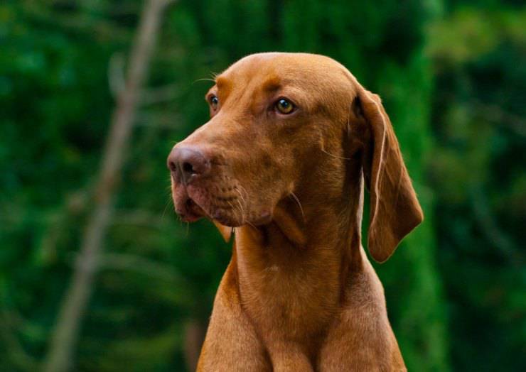 Bracco Ungherese