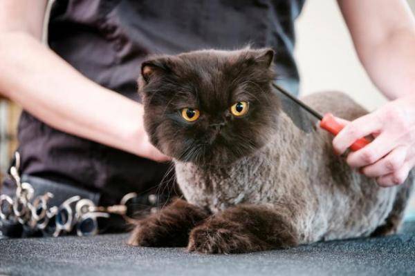 tosare il gatto