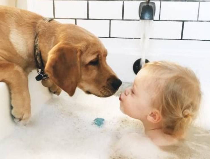 selezione di cani più adatti ai bambini i cani migliori per i bambini