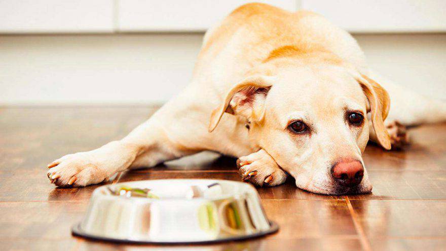 Cane non mangia solo