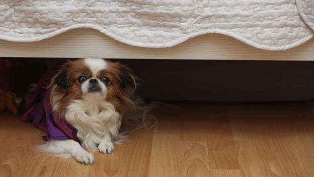 cane nascosto sotto al letto