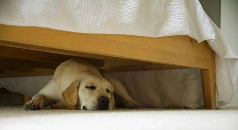 perchè il cane dorme sotto al letto