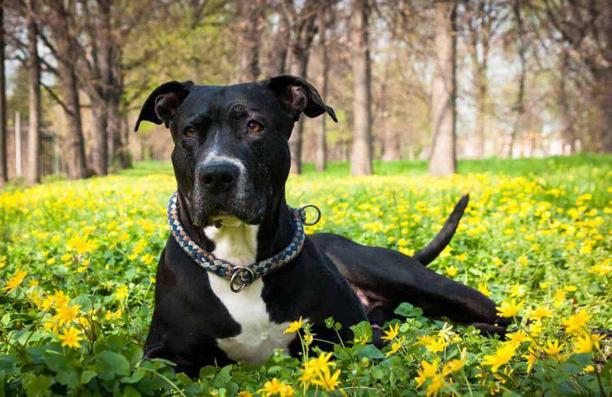 cane primavera consigli