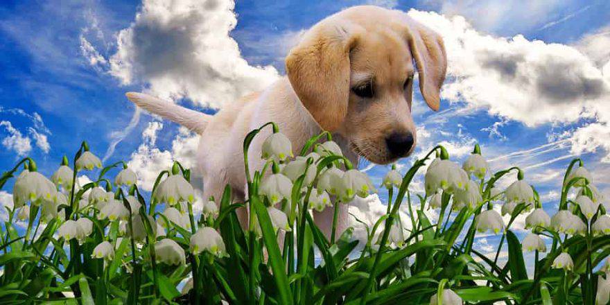 cane primavera 