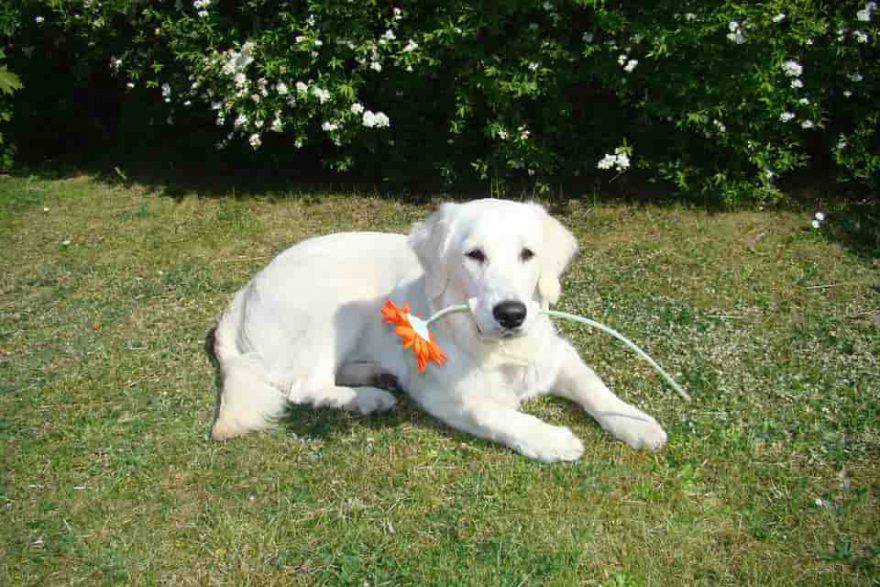 cane in primavera