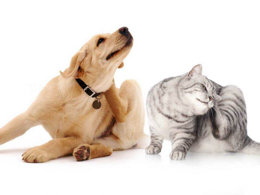 Gatto cane con parassiti