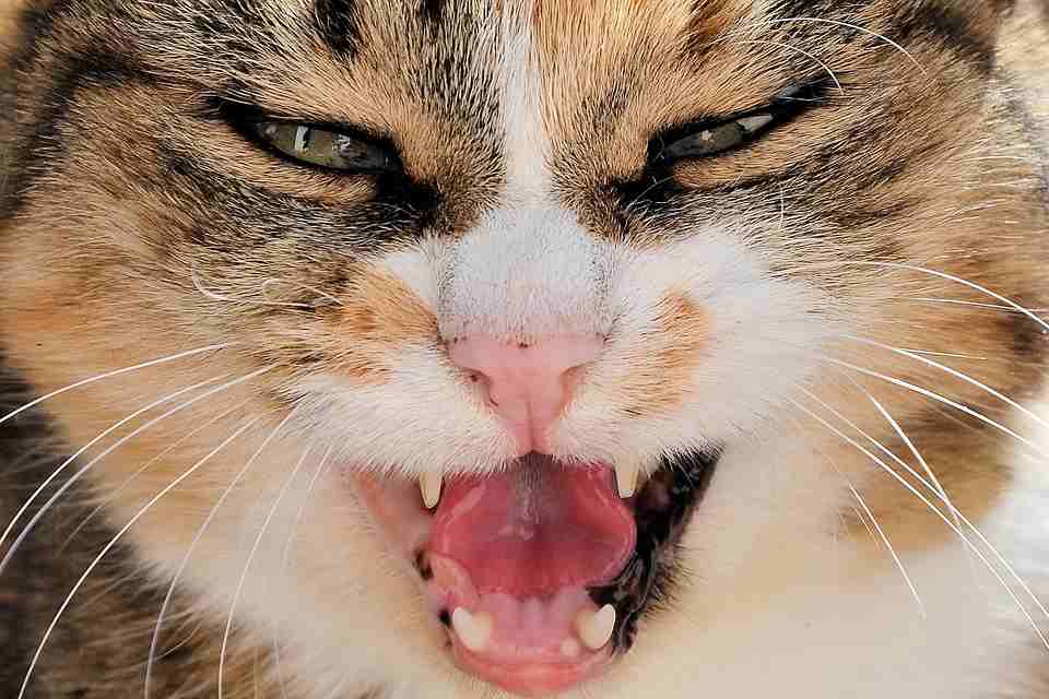 Il gatto morde e tende agguati