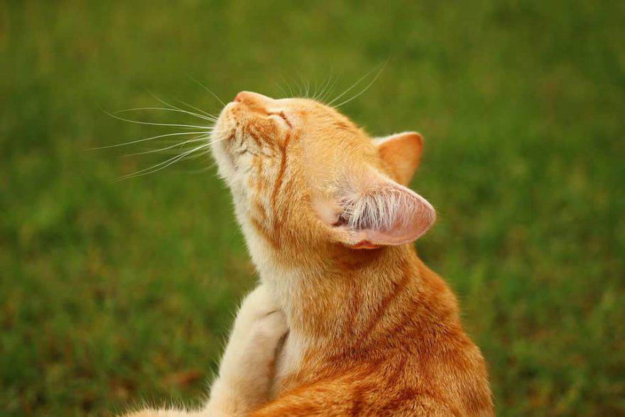 parassiti del gatto