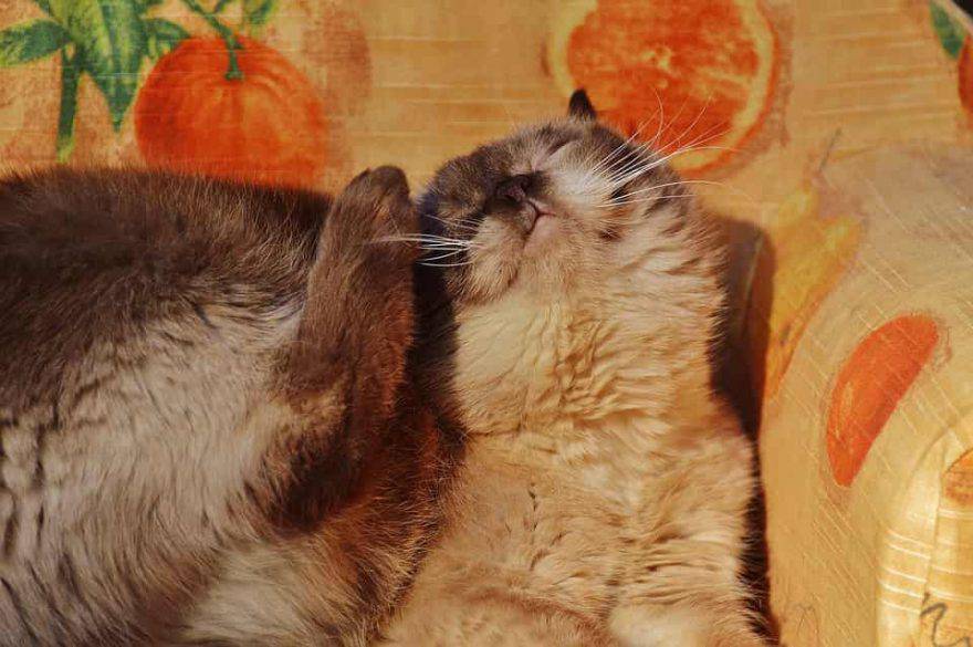parassiti del gatto